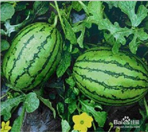 17吃瓜fun 56吃瓜网,揭秘网络吃瓜文化的崛起与演变