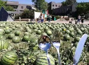 吃瓜视频在线观看 吃瓜网在线观看视频 朝阳吃瓜群众网,朝阳吃瓜群众网带你在线观看吃瓜视频